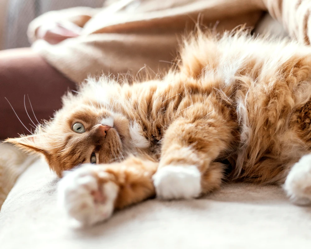 automatic pet feeder for 2 cats